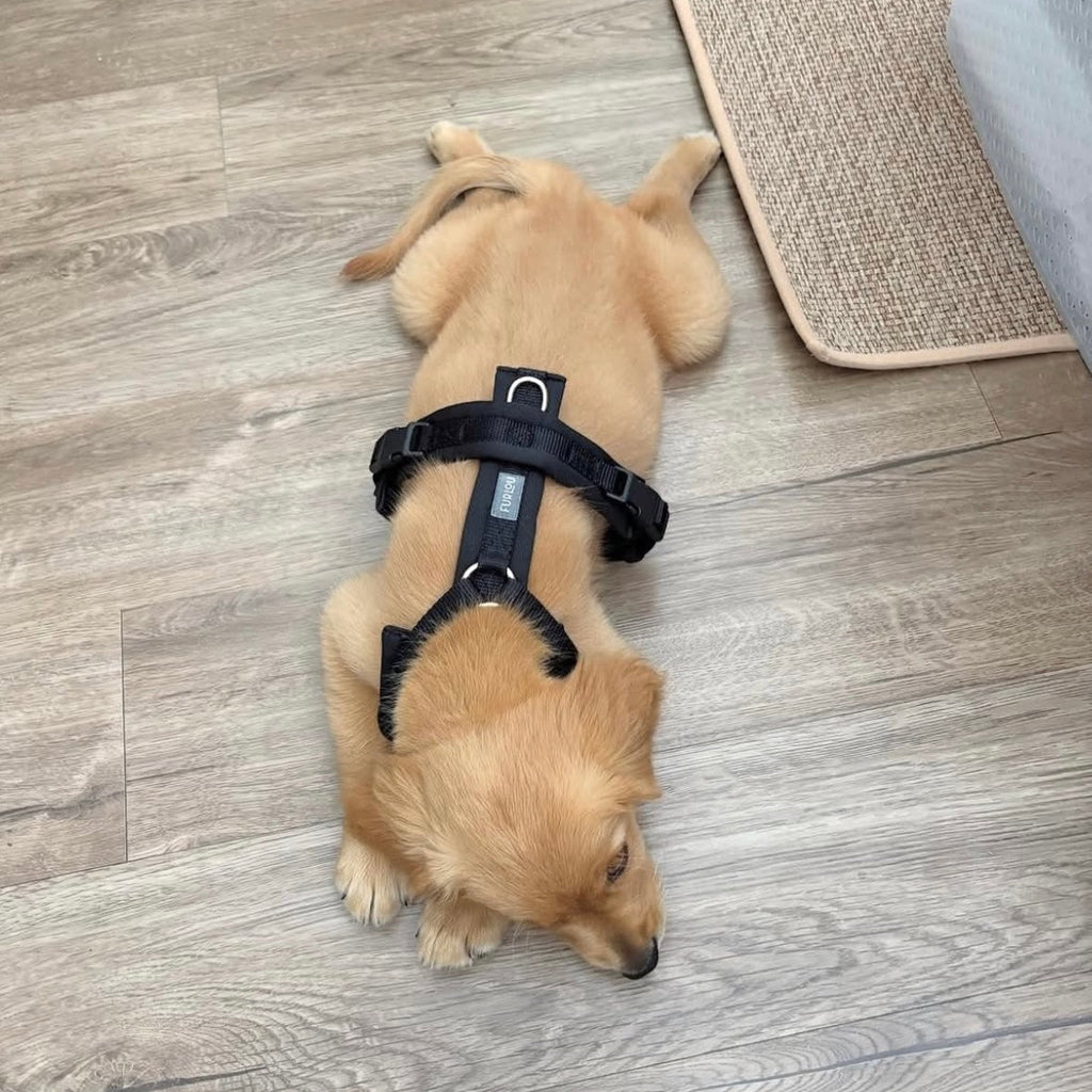The Shoreline Harness · Onyx